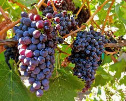 Wine Grapes