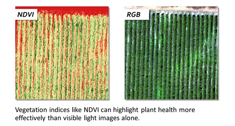 NDVI vs RGB